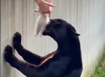 L0505003_Kitten Falls Into Panther’s Den,The Ending Will Melt You🥺 (Part 2)