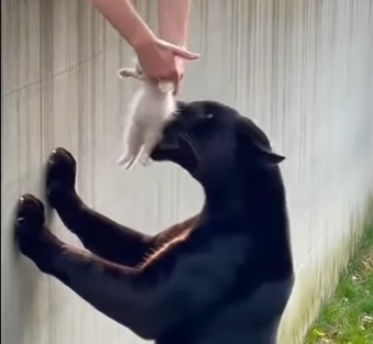 L0505003_Kitten Falls Into Panther’s Den,The Ending Will Melt You🥺 (Part 2)