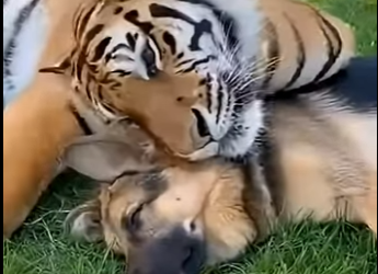 L0505004_The most dangerous best friend 🐯🐶 (Part 2)