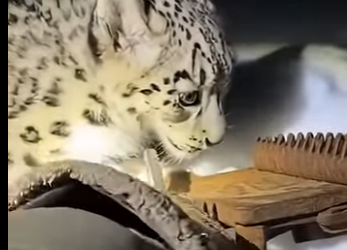 L0505001_This snow leopard rescued its cub  (Part 2)