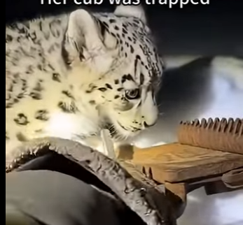 L0505001_This snow leopard rescued its cub  (Part 2)