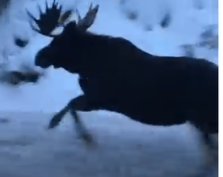 H0505001_This baby moose needed help 🥹  (Part 2)