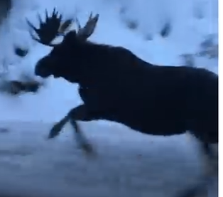 H0505001_This baby moose needed help 🥹  (Part 2)