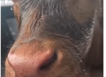 H0505002_Can animals communicate with humans？ 🥹 (Part 2)