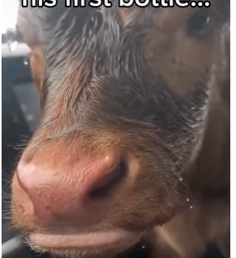 H0505002_Can animals communicate with humans？ 🥹 (Part 2)