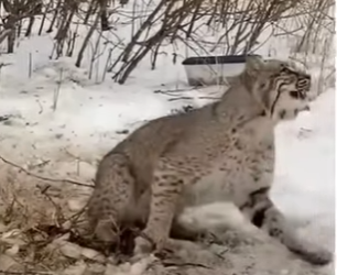 H0505003_This bobcat needed help 🥹❤️  (Part 2)