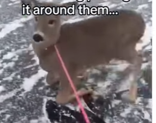 H0505005_This deer needed help 🥹❤️ (Part 2)