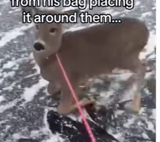 H0505005_This deer needed help 🥹❤️ (Part 2)