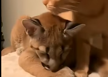 R0505001_Orange cat saves mountain lion cub  (Part 2)