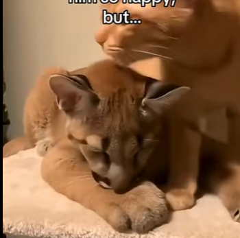 R0505001_Orange cat saves mountain lion cub  (Part 2)