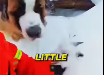 E0405012_🐶My Dog Jumped From A Helicopter To Save A Baby Lynx!😭 (Part 2)
