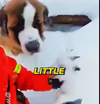 E0405012_🐶My Dog Jumped From A Helicopter To Save A Baby Lynx!😭 (Part 2)