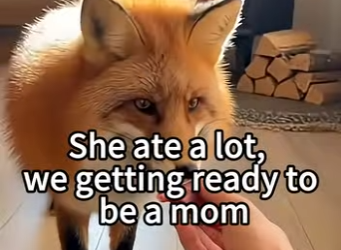 L0505006_We Saved a Pregnant Fox, She Came Back With Her Babies❤️ (Part 2)