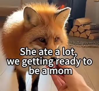 L0505006_We Saved a Pregnant Fox, She Came Back With Her Babies❤️ (Part 2)