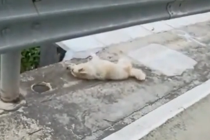 U0805012_We have found this puppy when am heading to my grandma’s house ohh Soo sorry � what has happened to_part2