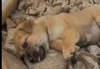 U0605010_As I was jogging I found a dog lying on the ground � I thought it was even not alive but I checked_part2