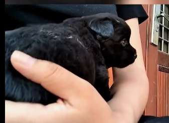 U0605009_I help one of an abandoned puppy I found on the side in snow I bring you the story of koko❤️❤️_part2