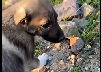 U0605007_Our team found a poor puppy on the road side we tried to give it company �look how is happy at the_part2