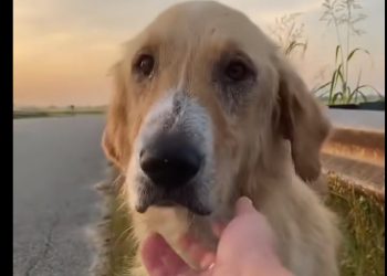 U0605005_I resuced a golden retriever on the way❤️❤️_part2