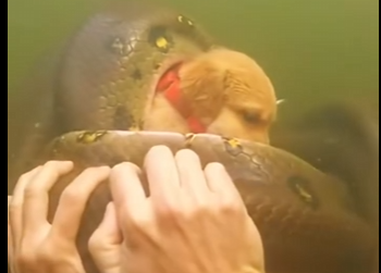 E0605001_Zoo Keeper REFUSED to Help.. so I Fought a GIANT ANACONDA Myself🐍🐶 part2
