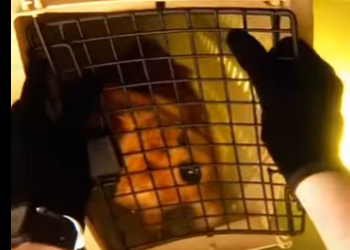 E0605003_🚨POV_ Dog Rescue Gone Wrong… I almost didn’t make it out _part2