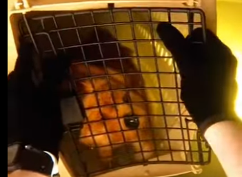 E0605003_🚨POV_ Dog Rescue Gone Wrong… I almost didn’t make it out _part2