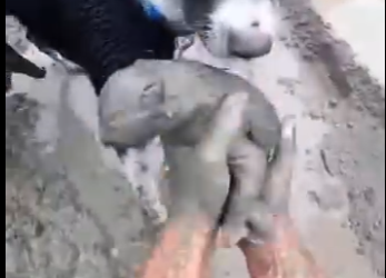 E0605004_He Buried Kittens in WET CEMENT!😱_part2