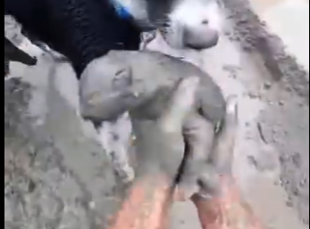 E0605004_He Buried Kittens in WET CEMENT!😱_part2