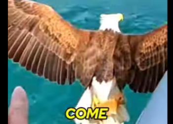 E0605010_You won’t believe how I saved this kitten from an eagle 😱_part2