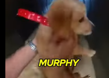 E0605011_Karen Throws Puppy in Sewer!🤬 and I Had to Jump!🐕💦_part2