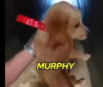 E0605011_Karen Throws Puppy in Sewer!🤬 and I Had to Jump!🐕💦_part2