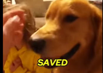 E0605012_My Dog Found HUGE Secret inside Fireplace!🐕😡 _part2
