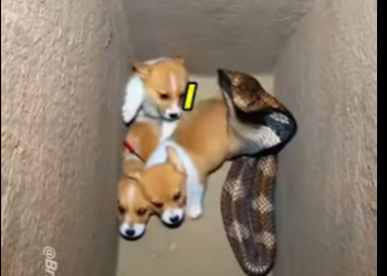 E0805001_Scammer Demanded 1 Million Pounds for my Puppy.. So I Made Them Regret It! 🐍🐶 _part2