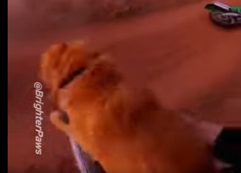 E0805006_My Dog Jumped Out to Fight 4 Hyenas… I Had to Step in 🔥_part2