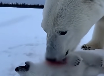 L0705007_A wolf pack dragged a crying polar bear cub #shorts_part2