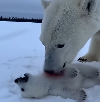 L0705007_A wolf pack dragged a crying polar bear cub #shorts_part2