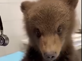 L0505007_My Dog Saved a Baby Bear from a Wolf Pack🐻❤️🐶  (Part 2)