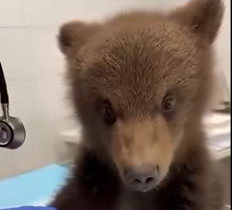 L0505007_My Dog Saved a Baby Bear from a Wolf Pack🐻❤️🐶  (Part 2)