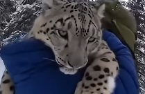 L0505008_Rescued Snow Leopard Family Returns To Save My Life❄️ (Part 2)