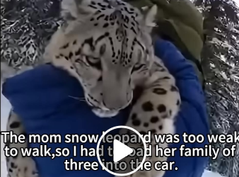 L0505008_Rescued Snow Leopard Family Returns To Save My Life❄️ (Part 2)