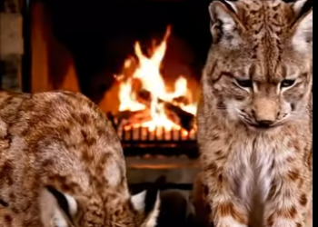L0505011_I Saved A Lynx Couple ❄️And They Returned With A Surprise🥺 (Part 2)