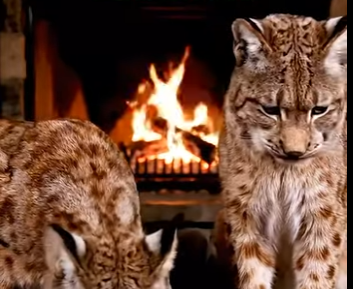 L0505011_I Saved A Lynx Couple ❄️And They Returned With A Surprise🥺 (Part 2)