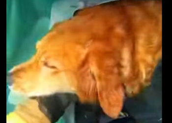 E0805005_Craziest POV Rescue_ Dog Trapped in a Sinking Car!🚗💦 (Part 2)