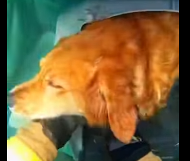 E0805005_Craziest POV Rescue_ Dog Trapped in a Sinking Car!🚗💦 (Part 2)