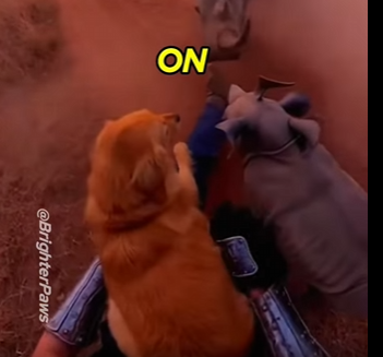 E0805006_My Dog Jumped Out to Fight 4 Hyenas… I Had to Step in 🔥  (Part 2)