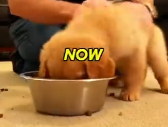 E0805007_Karen Dumps Puppy, Then Calls the Police on ME_! (Instant Karma)😎  (Part 2)