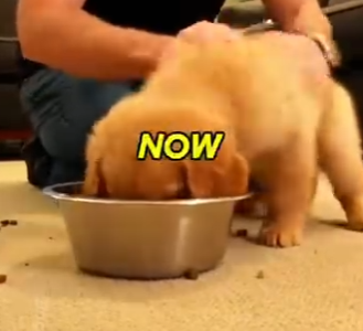 E0805007_Karen Dumps Puppy, Then Calls the Police on ME_! (Instant Karma)😎  (Part 2)