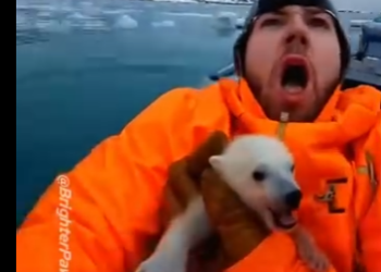 E0805008_Saving a Baby Bear from Avalanche and MEGALODON Attack 🌊🦈  (Part 2)