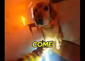 E0805010_POV_ This Dog Came BACK into the Fire to Save Me (Part 2)