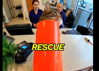 E0805002_I Found a Cat Stuck in THIS… You Won’t Believe Her Reaction 💔  (Part 2)